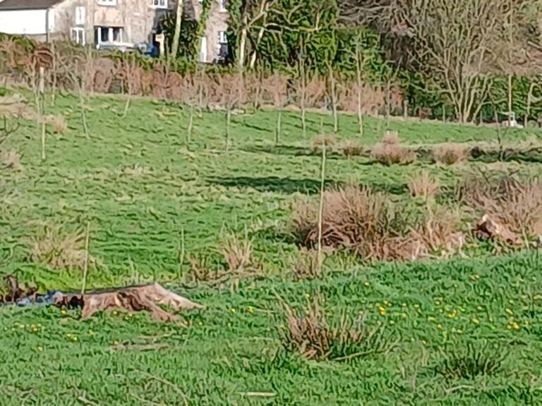 Prairie et jeunes arbres plantés sur le terrain de Sourdeval, dans la Manche