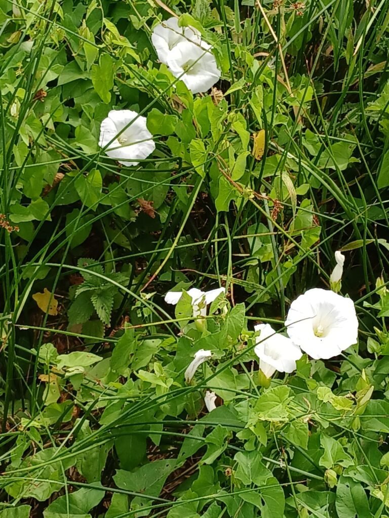 Fleurs sauvages blanches sur le terrain de retraite en Normandie