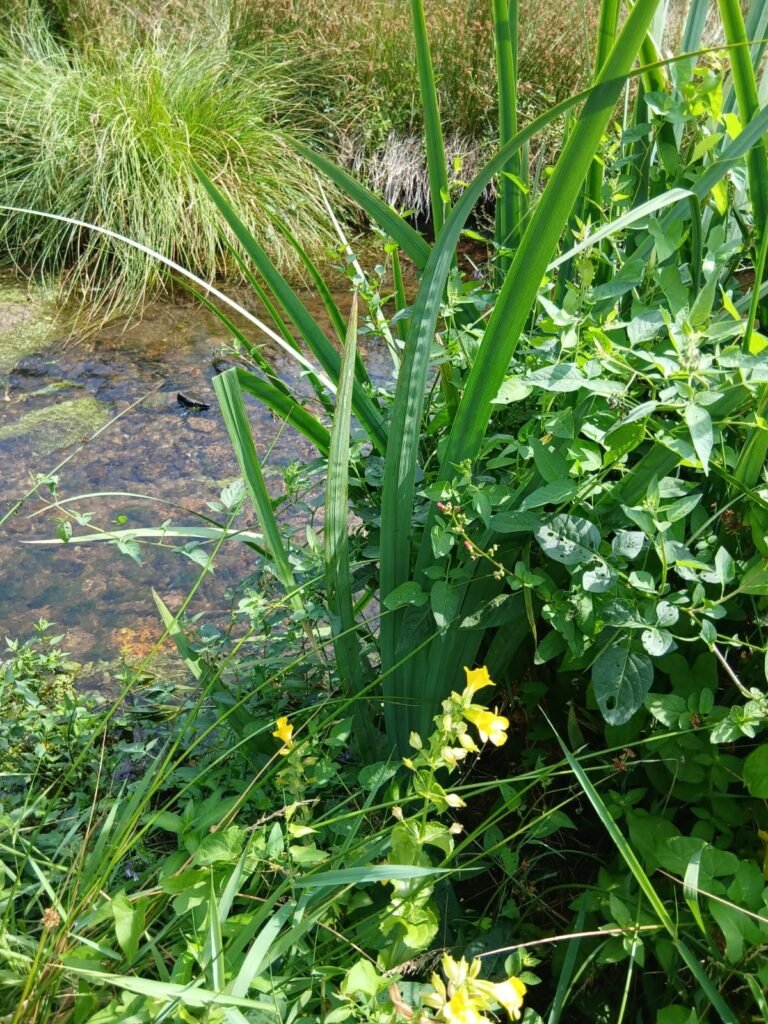 Bord de rivière fleuri sur le terrain de retraite à Sourdeval, en Normandie