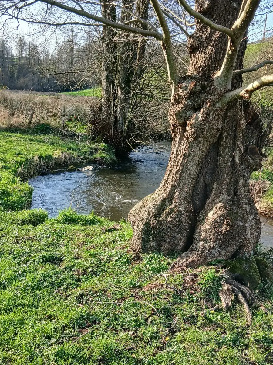Rivière bordée d’un vieil arbre sur le terrain de retraite à Sourdeval, en Normandie
